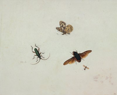 Four Insects by Johannes Bronkhorst